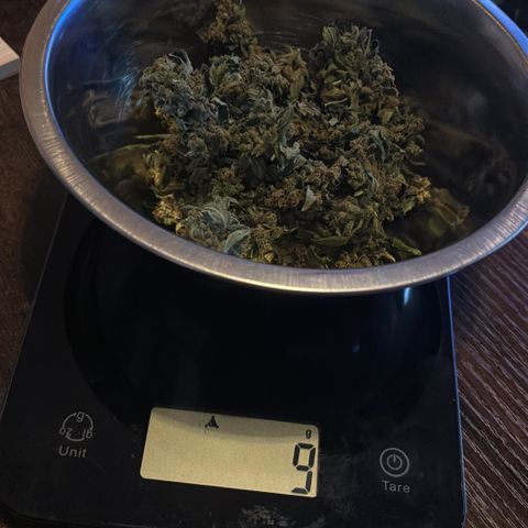 Super Lemon Haze growlog timeline photo