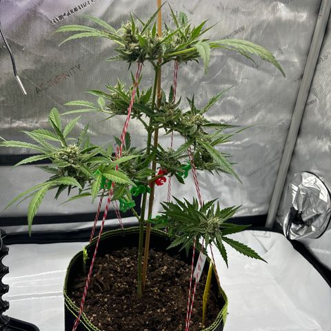 #Amy 1 growlog timeline photo