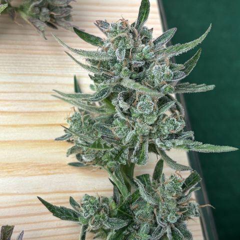 #Amy 1 growlog timeline photo