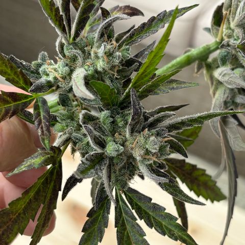 #Amy 1 growlog timeline photo