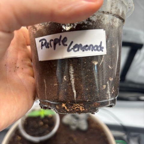 Purple Lemonade FF growlog timeline photo