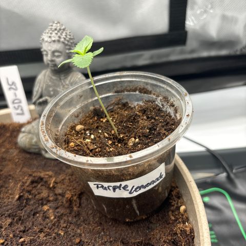 Purple Lemonade FF growlog timeline photo