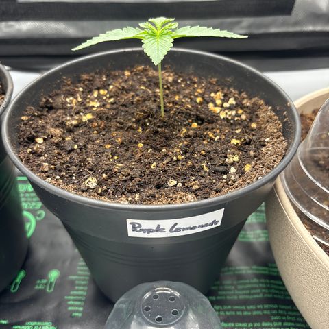 Purple Lemonade FF growlog timeline photo