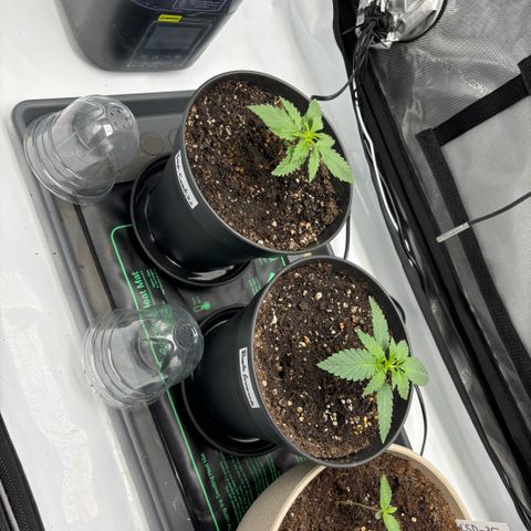 Purple Lemonade FF growlog timeline photo