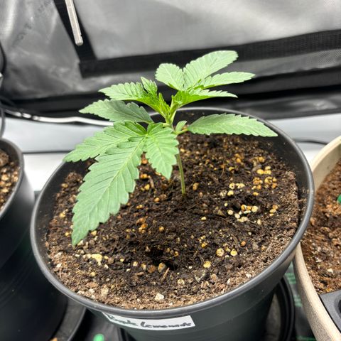 Purple Lemonade FF growlog timeline photo