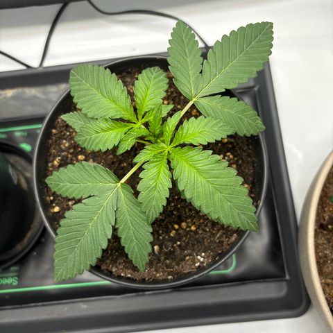 Purple Lemonade FF growlog timeline photo