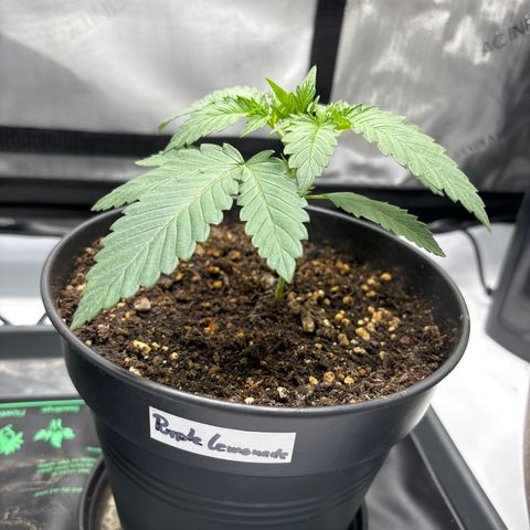 Purple Lemonade FF growlog timeline photo
