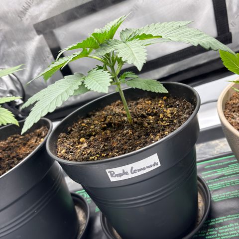 Purple Lemonade FF growlog timeline photo