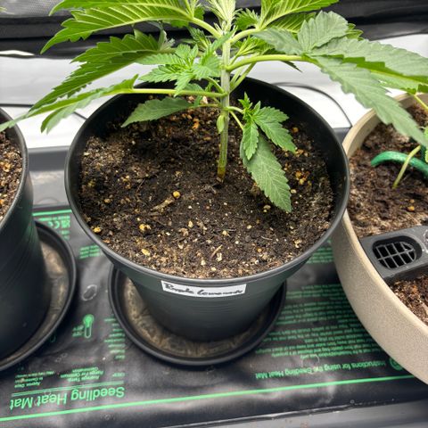 Purple Lemonade FF growlog timeline photo