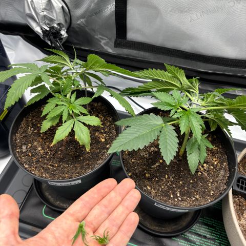 Purple Lemonade FF growlog timeline photo