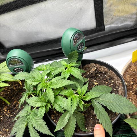 Purple Lemonade FF growlog timeline photo