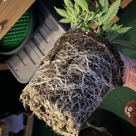 Purple Lemonade FF growlog timeline photo