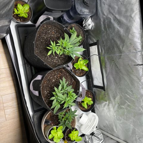 Purple Lemonade FF growlog timeline photo