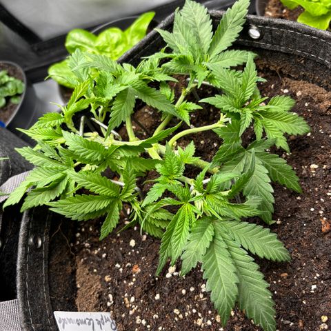 Purple Lemonade FF growlog timeline photo