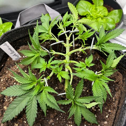 Purple Lemonade FF growlog timeline photo