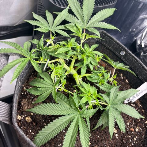Purple Lemonade FF growlog timeline photo
