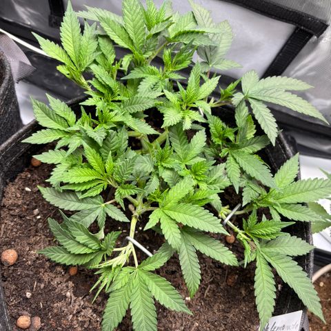 Purple Lemonade FF growlog timeline photo