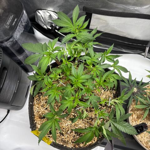 Purple Lemonade FF growlog timeline photo