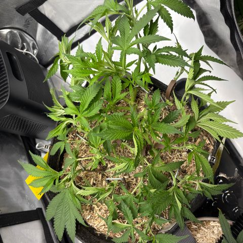 Purple Lemonade FF growlog timeline photo