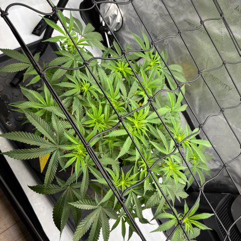 Purple Lemonade FF growlog timeline photo