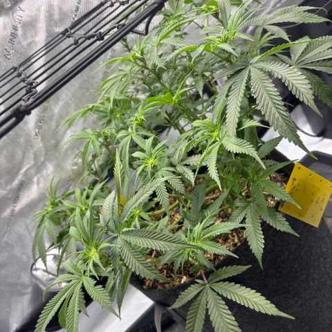 Purple Lemonade FF growlog timeline photo