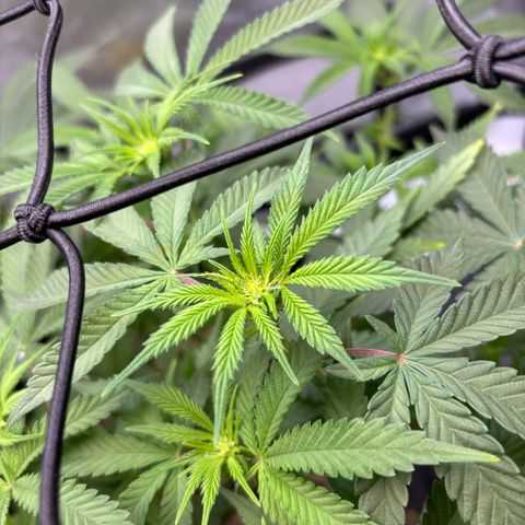 Purple Lemonade FF growlog timeline photo