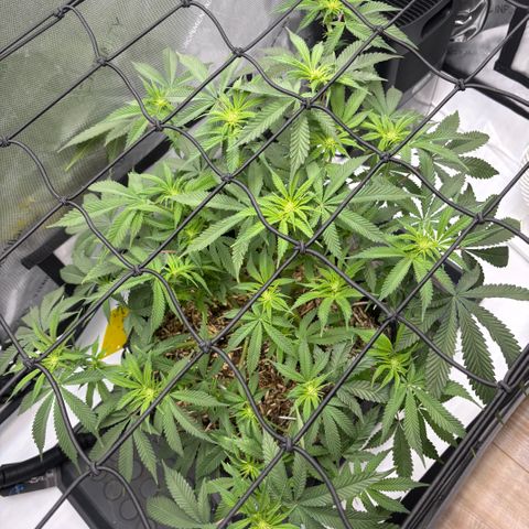 Purple Lemonade FF growlog timeline photo