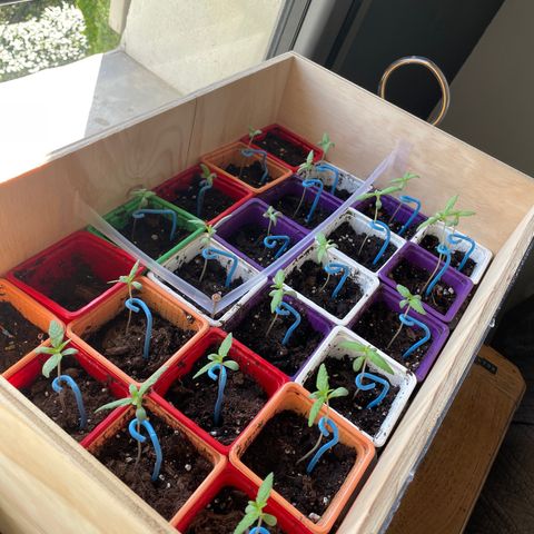 Amnesia Auto growlog timeline photo
