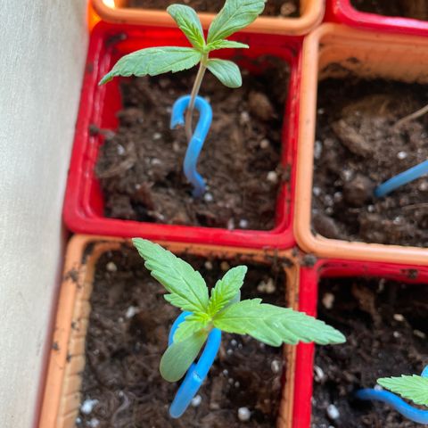 Amnesia Auto growlog photo: Second set of leaves ✅
