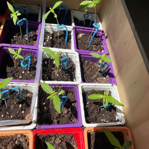 Amnesia Auto growlog timeline photo
