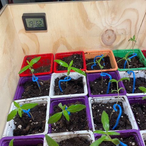 Amnesia Auto growlog timeline photo