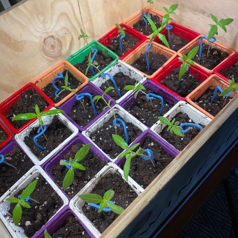 Amnesia Auto growlog timeline photo