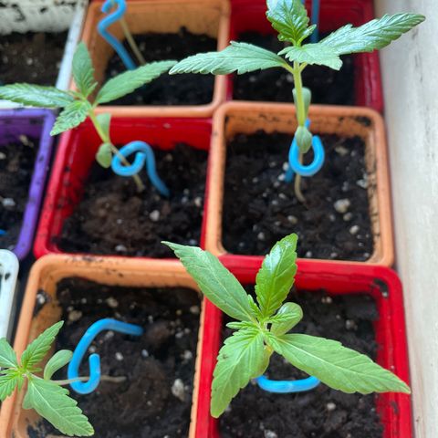 Amnesia Auto growlog photo: keeps growing 👌🏼🇫🇷