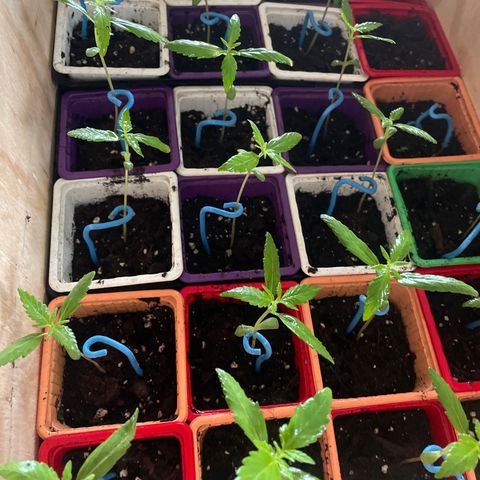 Amnesia Auto growlog timeline photo