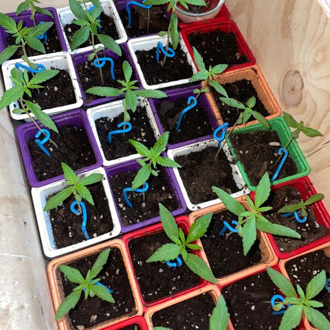 Amnesia Auto growlog photo: More leavesss 😍🇫🇷