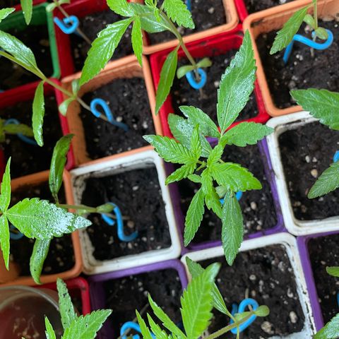 Amnesia Auto growlog timeline photo