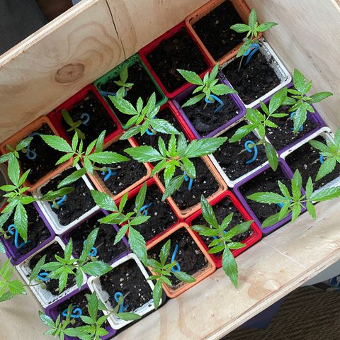 Amnesia Auto growlog timeline photo