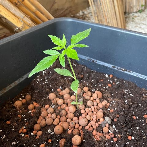 Amnesia Auto growlog photo: OUTDOOR ✅🇫🇷
