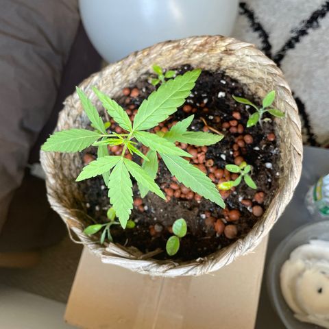 Amnesia Auto growlog timeline photo