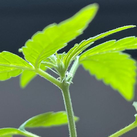 Amnesia Auto growlog timeline photo