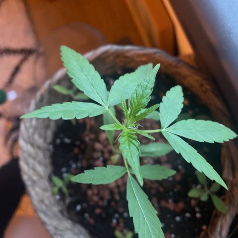 Amnesia Auto growlog photo: Smells good👌🏼🤓