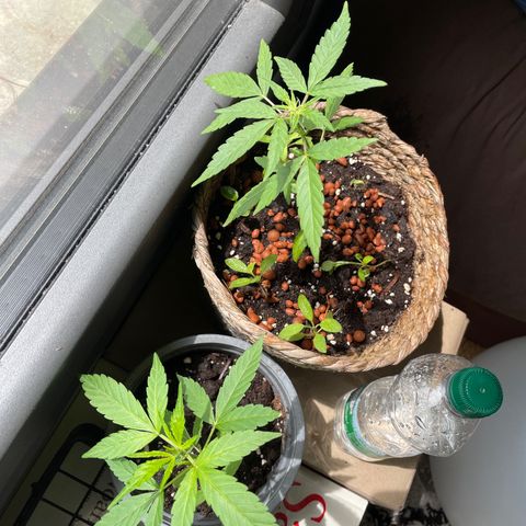 Amnesia Auto growlog timeline photo