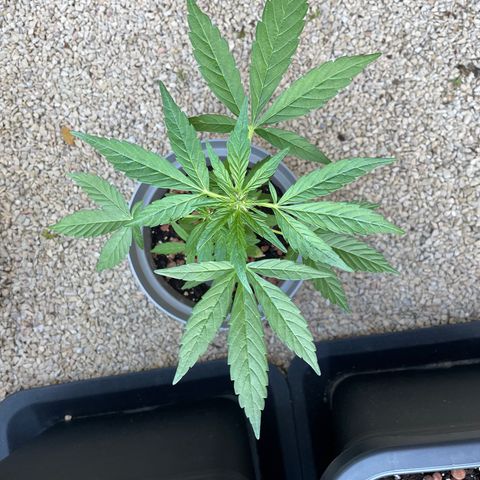 Amnesia Auto growlog photo: Loiking good 