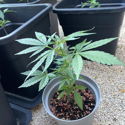 Amnesia Auto growlog photo: Loiking good 