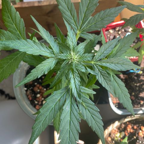 Amnesia Auto growlog timeline photo