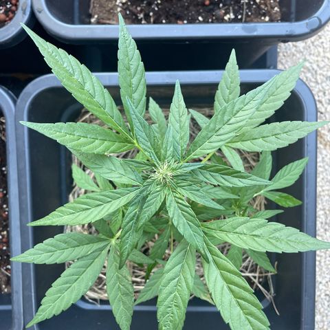 Amnesia Auto growlog photo: ≈35cm
