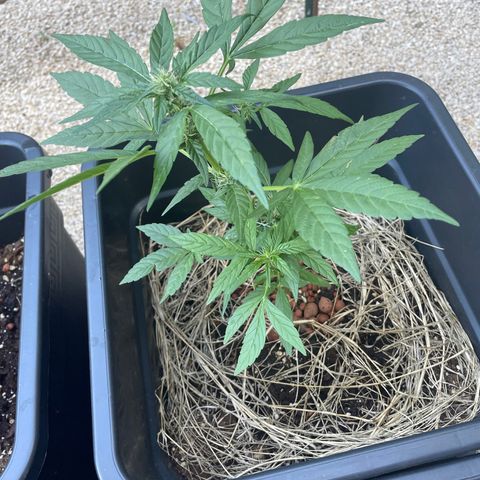 Amnesia Auto growlog photo: ≈35cm