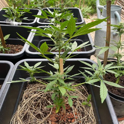 Amnesia Auto growlog photo: Some LST😍