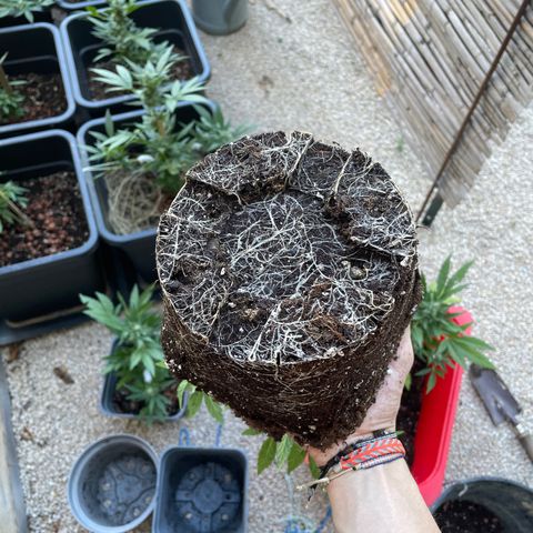 Amnesia Auto growlog timeline photo