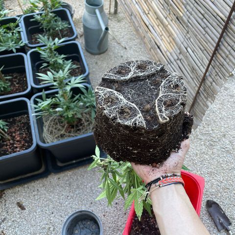 Amnesia Auto growlog timeline photo